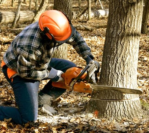 Tree Removal in Columbus, IN